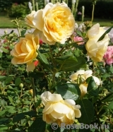 Golden Celebration® Golden Celebration®