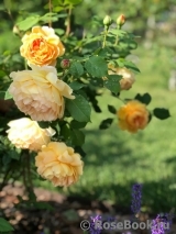 Golden Celebration® Golden Celebration®