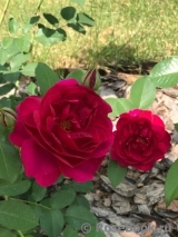 Darcey Bussell Darcey Bussell