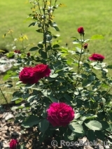 Darcey Bussell Darcey Bussell