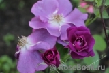Rhapsody in Blue Rhapsody in Blue
