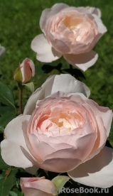 Desdemona Desdemona