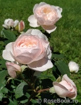 Desdemona Desdemona