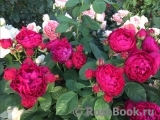 Ascot Ascot