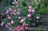 Alan Titchmarsh
