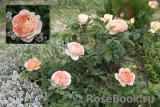 Lady of Shalott Lady of Shalott