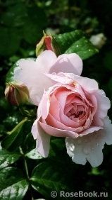 Emily Bronte Emily Bronte