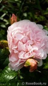 Emily Bronte Emily Bronte