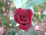 Black Baccara Black Baccara