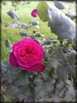 Johann Wolfgang von Goethe Rose® Johann Wolfgang von Goethe Rose®