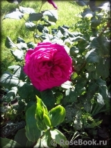 Johann Wolfgang von Goethe Rose® Johann Wolfgang von Goethe Rose®