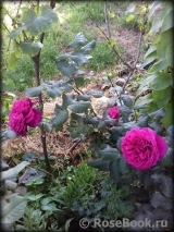 Johann Wolfgang von Goethe Rose® Johann Wolfgang von Goethe Rose®