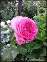 La Rose de Molinard ® La Rose de Molinard ®