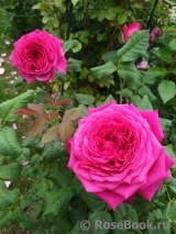 Johann Wolfgang von Goethe Rose® Johann Wolfgang von Goethe Rose®