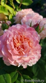 Augusta Luise Augusta Luise