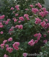 Pomponella Pomponella