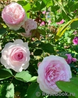 Olivia Rose Austin Olivia Rose Austin