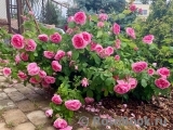 Gertrude Jekyll Gertrude Jekyll