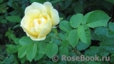 Topas Jewel Topas Jewel