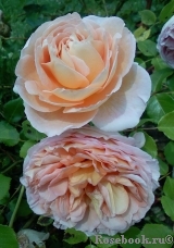 English Garden® English Garden®