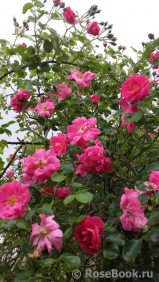 Chaplin's Pink Chaplin's Pink