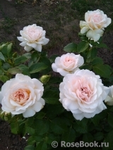 Chandos Beauty Chandos Beauty