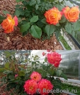 Gartenspass ® Gartenspass ®