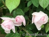 Olivia Rose Austin Olivia Rose Austin