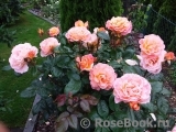 Rosemary Harkness Rosemary Harkness