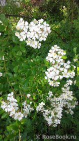 Samtosha Samtosha