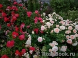 Starlet®-Rose Carmen® Starlet®-Rose Carmen®