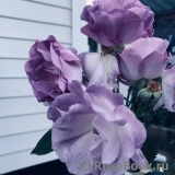 Blue for You Blue for You