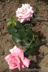 Tickled Pink Tickled Pink
