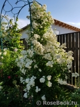 Guirlande d'Amour Guirlande d'Amour