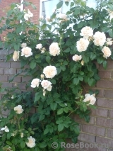 Rose de Tolbiac ® Rose de Tolbiac ®