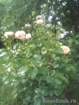 Twiggy’s Rose Twiggy’s Rose