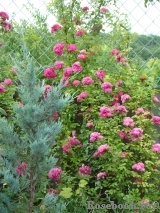 Excelsa Excelsa