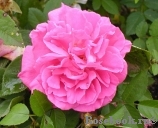 Zephirine Drouhin Zephirine Drouhin