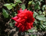 Red Det 80 ® Red Det 80 ®