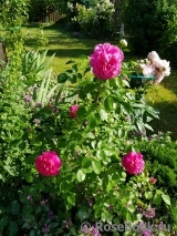 Princess Anne Princess Anne