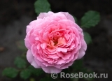 Jubilee Celebration® Jubilee Celebration®