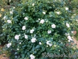Aspirin Rose Aspirin Rose