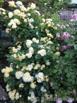 Golden Border Golden Border