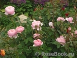 The Alnwick Rose The Alnwick Rose