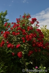 Rouge Meillandecor Rouge Meillandecor