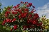 Rouge Meillandecor Rouge Meillandecor