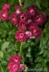 Burgundy Ice Burgundy Ice