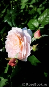 Emily Bronte Emily Bronte
