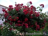 Starlet®-Rose Lola® Starlet®-Rose Lola®
