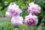 Cottage Rose Cottage Rose